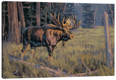 Trapper's Meadow Moose Canvas Art Print - Moose Art