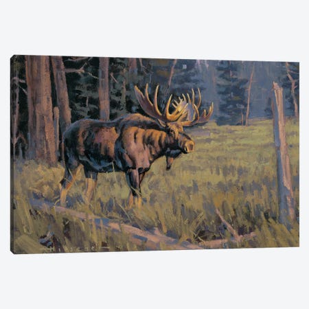 Trapper's Meadow Moose Canvas Print #THI12} by Tony Hilscher Canvas Art