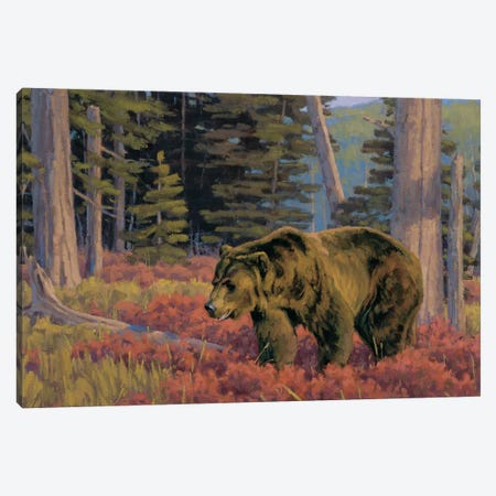 Wading Thru Crimson Grizzly Bear Canvas Print #THI13} by Tony Hilscher Canvas Art