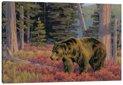 Wading Thru Crimson Grizzly Bear Canvas Art Print - Grizzly Bear Art