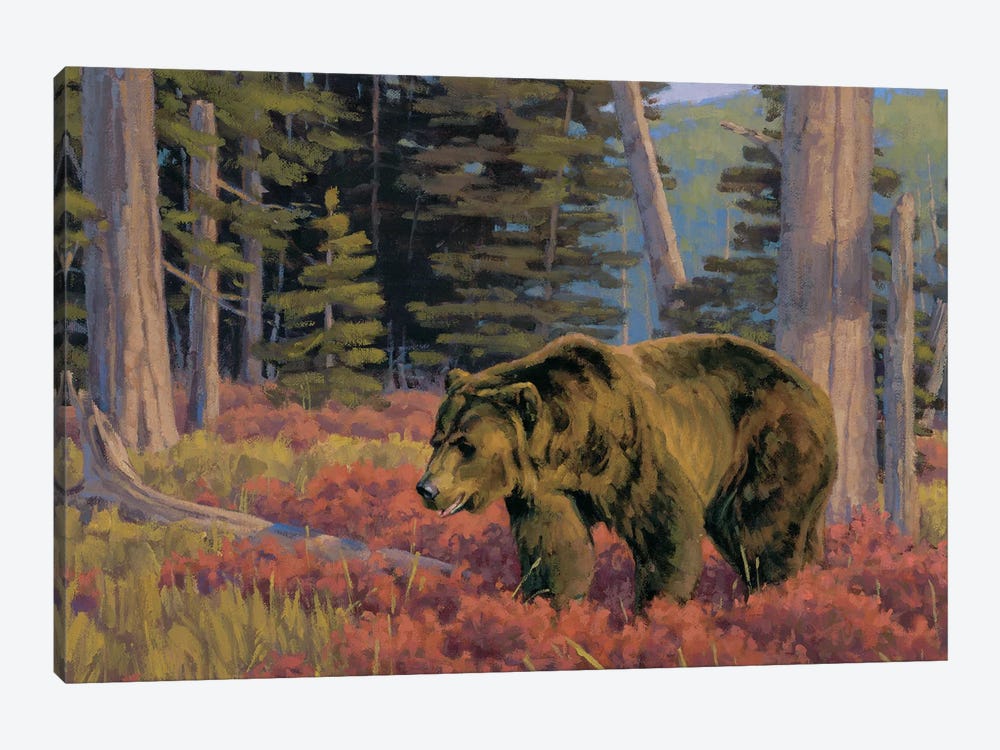 Wading Thru Crimson Grizzly Bear by Tony Hilscher 1-piece Canvas Art Print