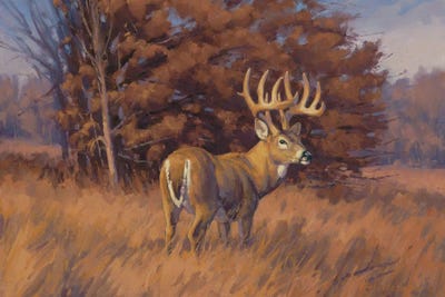 Checking The Rub Line hitetail Deer by Tony Hilscher canvas print