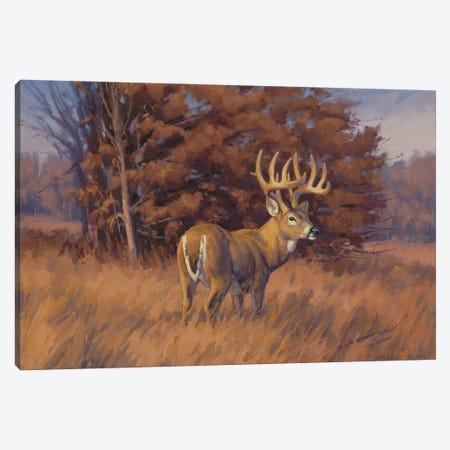 Checking The Rub Line hitetail Deer Canvas Print #THI3} by Tony Hilscher Canvas Art