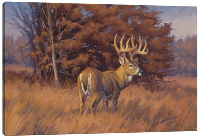 Checking The Rub Line hitetail Deer Canvas Art Print