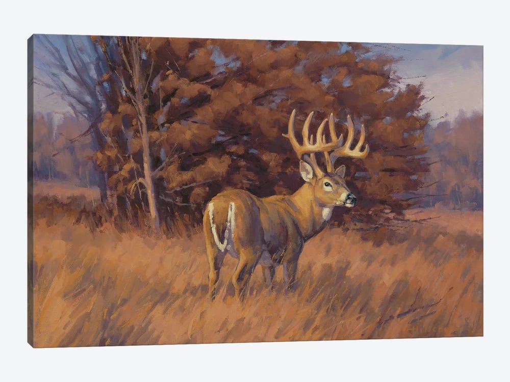 Checking The Rub Line hitetail Deer by Tony Hilscher 1-piece Canvas Art