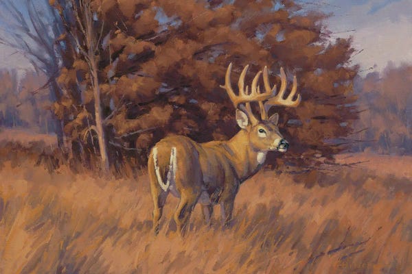 Tony Hilscher: Checking The Rub Line hitetail Deer by Tony Hilscher