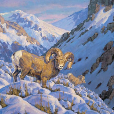 Descending The Heights Bighorn Sheep by Tony Hilscher canvas print