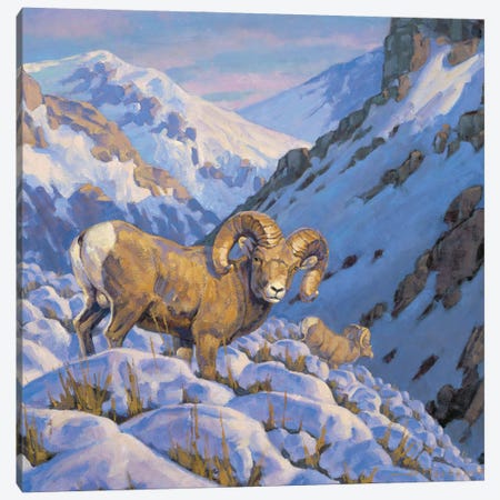 Descending The Heights Bighorn Sheep Canvas Print #THI4} by Tony Hilscher Canvas Print