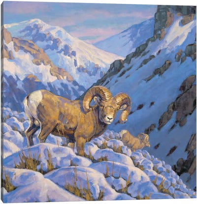 Descending The Heights Bighorn Sheep Canvas Art Print