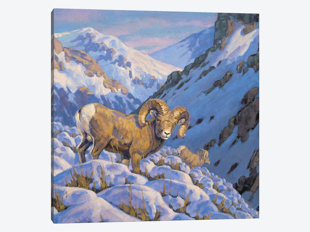 Descending The Heights Bighorn Sheep by Tony Hilscher 1-piece Art Print