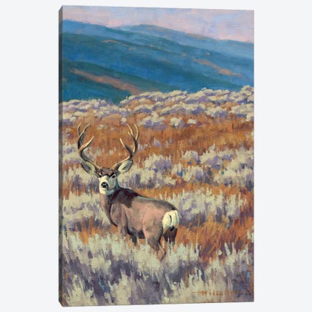Dry Fork Mulie Study Mule Deer Canvas Print #THI5} by Tony Hilscher Art Print