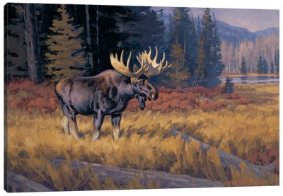 October Moose Canvas Art Print - Deer Art