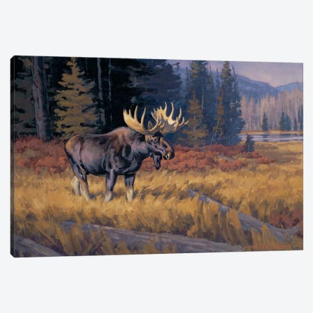 October Moose Canvas Print #THI7} by Tony Hilscher Art Print