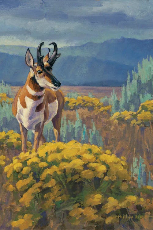 Teton Flats Pronghorn by Tony Hilscher wall art