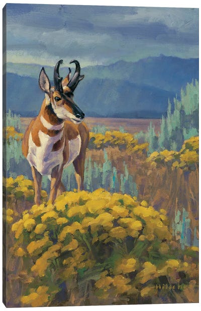 Teton Flats Pronghorn Canvas Art Print - Pronghorns