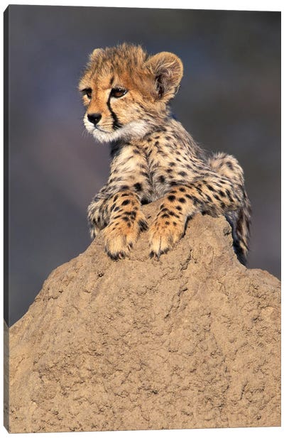 Cheetah Cub On Termite Mound, Africa, Namibia. Animal Rehabilitation Farm. Canvas Art Print - Cheetah Art
