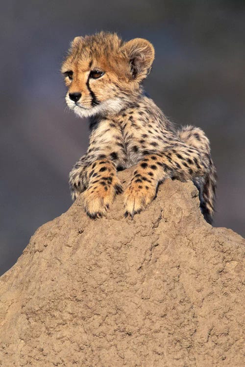 Cheetah Cub On Termite Mound, Africa, Namibia. Animal Rehabilitation Farm. by Theo Allofs wall art