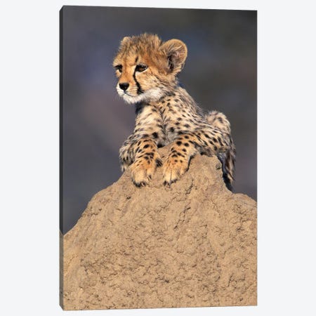 Cheetah Cub On Termite Mound, Africa, Namibia. Animal Rehabilitation Farm. Canvas Print #THO1} by Theo Allofs Canvas Art