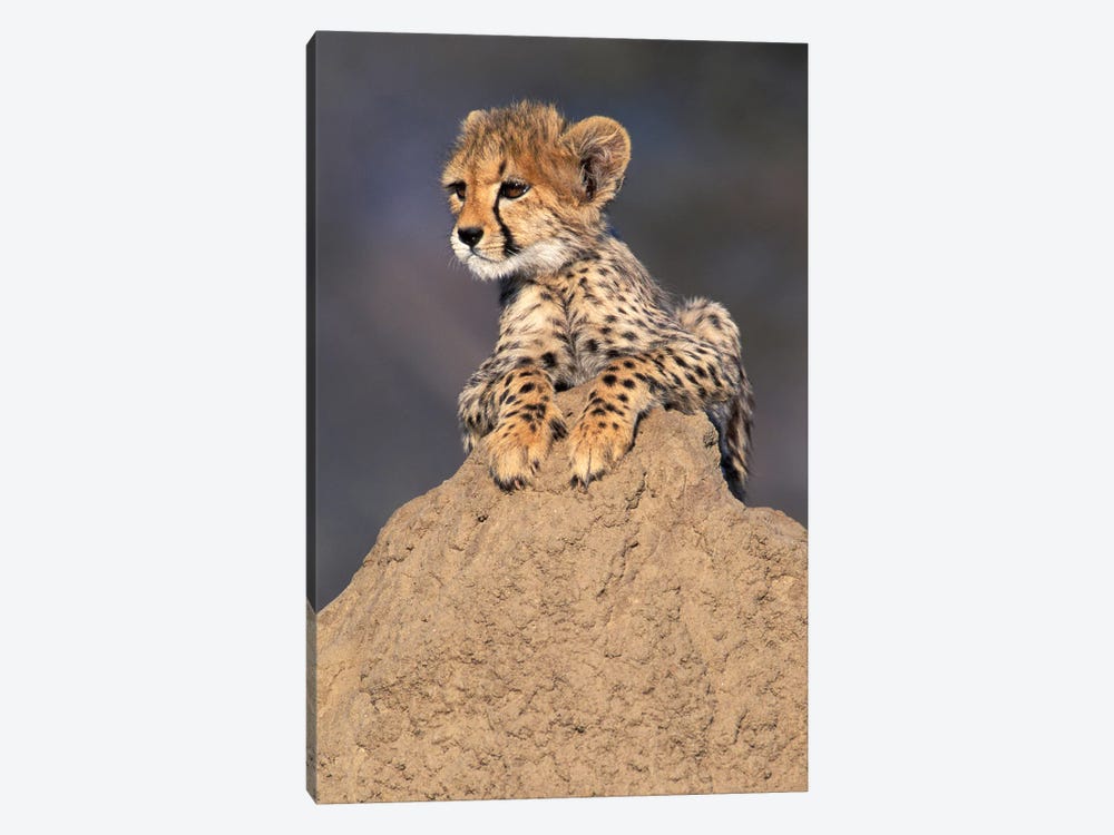 Cheetah Cub On Termite Mound, Africa, Namibia. Animal Rehabilitation Farm. by Theo Allofs 1-piece Canvas Artwork