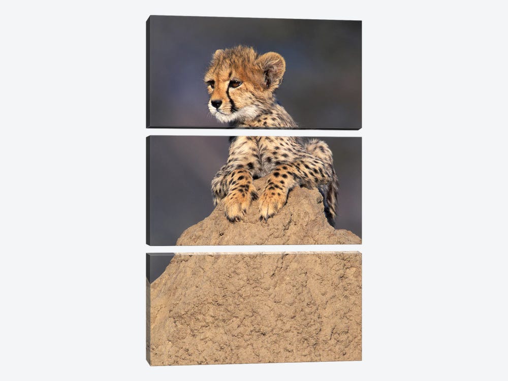Cheetah Cub On Termite Mound, Africa, Namibia. Animal Rehabilitation Farm. by Theo Allofs 3-piece Canvas Artwork