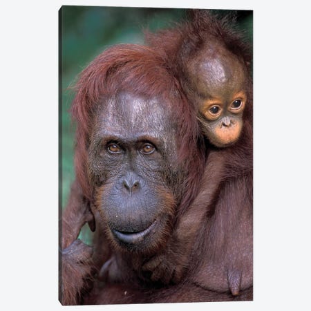 Orangutan Mother With Baby On Her Back, Borneo, Tanjung National Park. Canvas Print #THO2} by Theo Allofs Canvas Wall Art