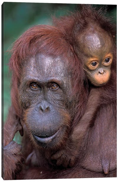 Orangutan Mother With Baby On Her Back, Borneo, Tanjung National Park. Canvas Art Print - Primate Art
