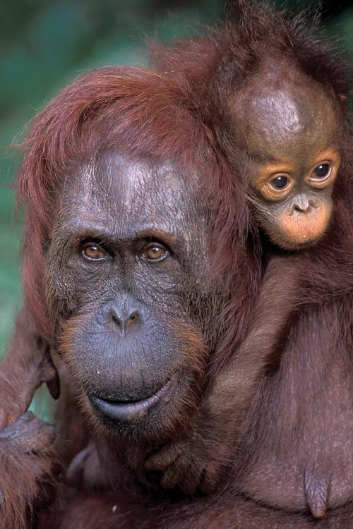 Orangutan Mother With Baby On Her Back, Borneo, Tanjung National Park.