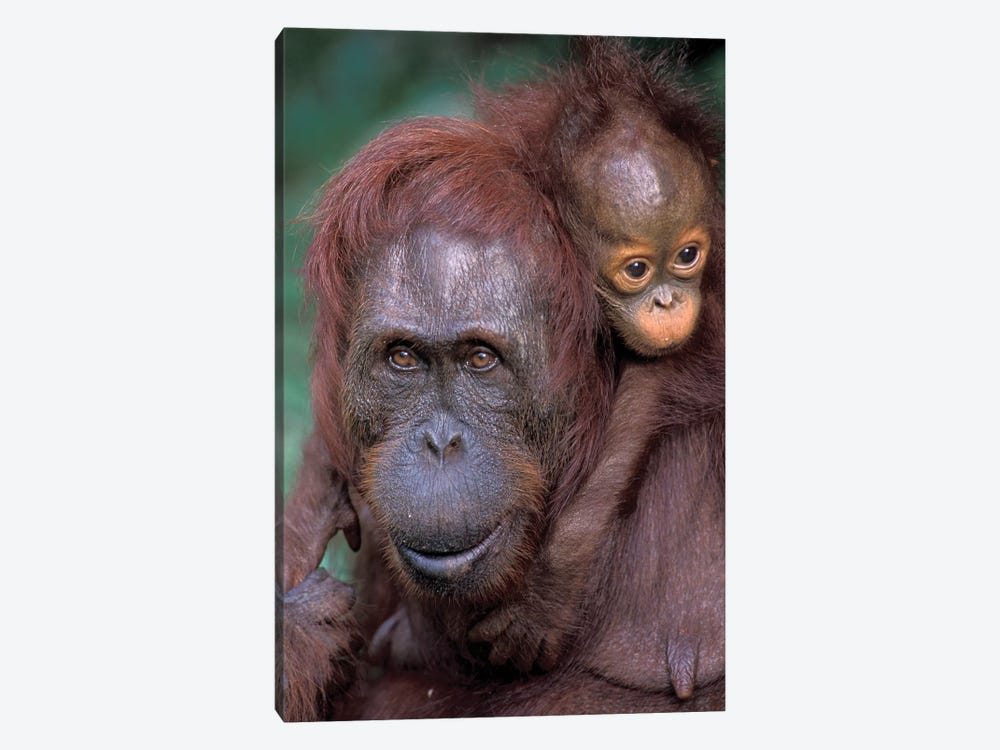 Orangutan Mother With Baby On Her Back, Borneo, Tanjung National Park. by Theo Allofs 1-piece Art Print
