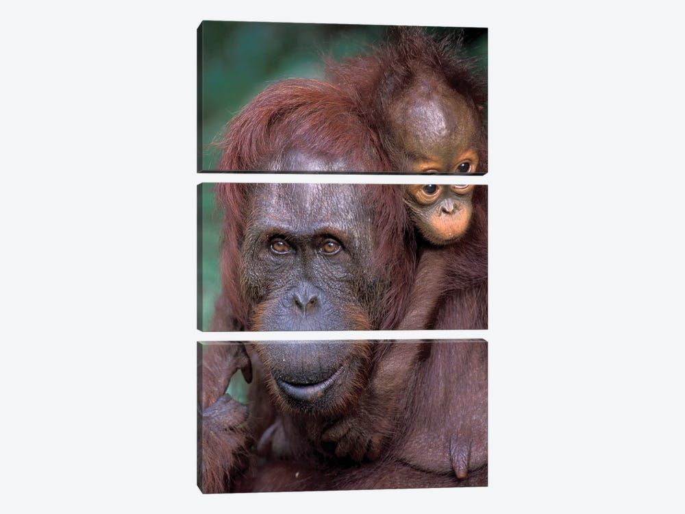 Orangutan Mother With Baby On Her Back, Borneo, Tanjung National Park. by Theo Allofs 3-piece Canvas Print