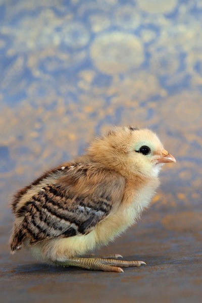 Viola by Tania Soderman framed wall art