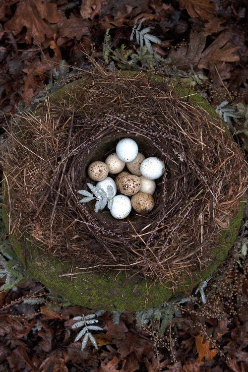 Winter Nest Detail II