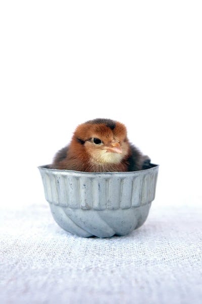 Tiny Baker II by Tania Soderman framed wall art