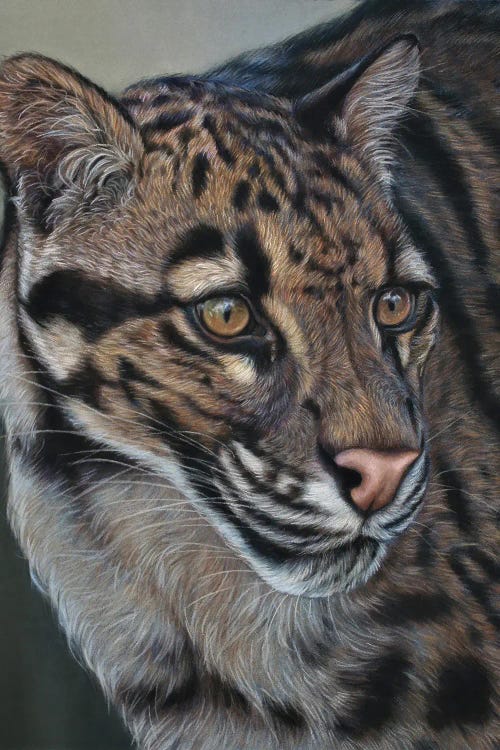 Clouded Leopard