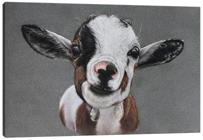 Baby Goat Canvas Art Print - Goat Art