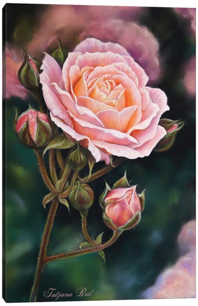 Rose Canvas Art Print - Tatjana Bril