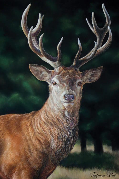 Red Deer