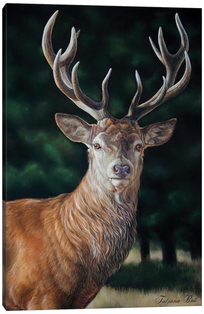 Red Deer Canvas Art Print - Tatjana Bril