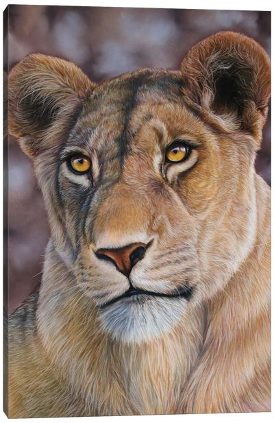 Lioness Canvas Art Print - Tatjana Bril