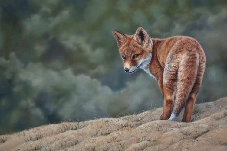 Young Fox