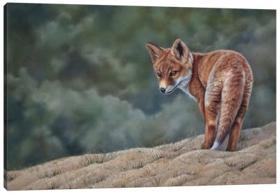Young Fox Canvas Art Print - Tatjana Bril