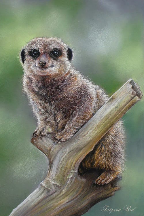 Meerkat