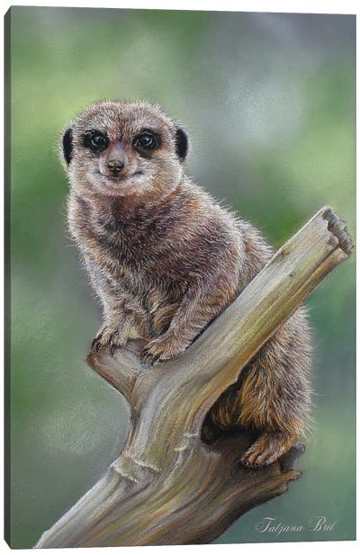 Meerkat Canvas Art Print - Emotive Animals