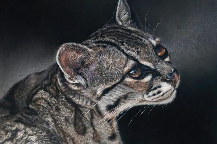 Ocelot Wild Cat