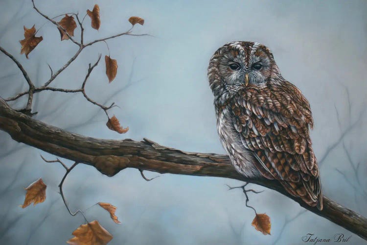 Owl In The Rain by Tatjana Bril wall art