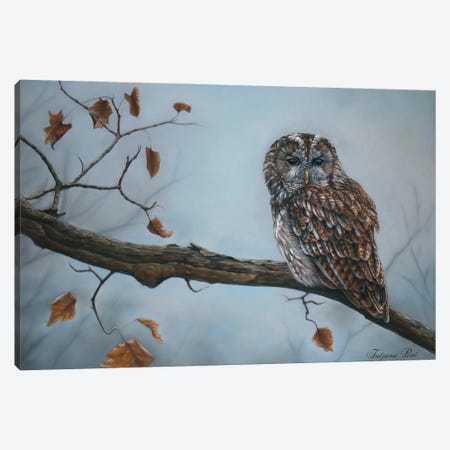 Owl In The Rain Canvas Print #TJB29} by Tatjana Bril Canvas Print