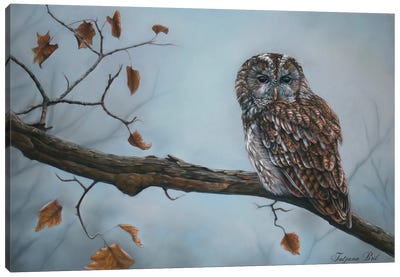 Owl In The Rain Canvas Art Print - Tatjana Bril