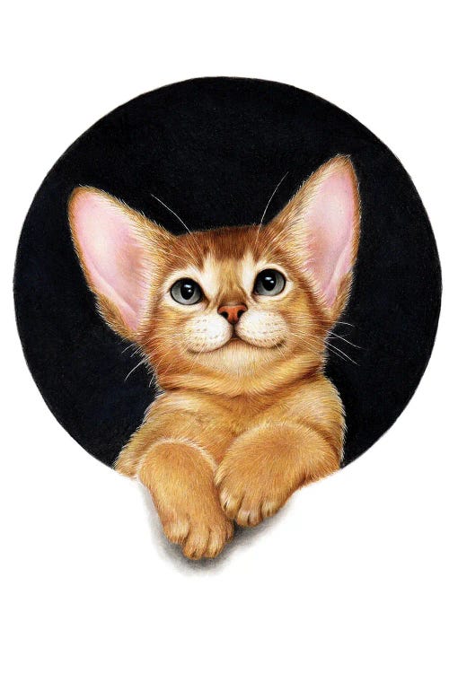 Abyssinian Cat