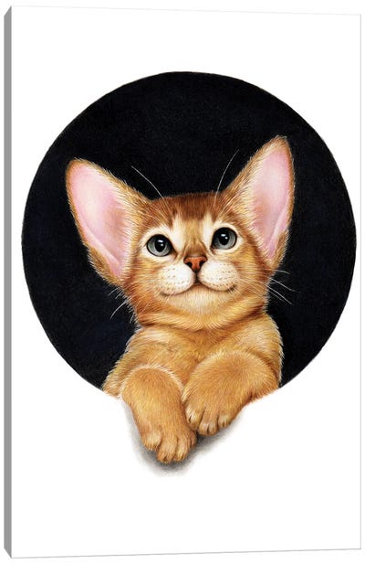 Abyssinian Cat Canvas Art Print - Abyssinian Cat Art