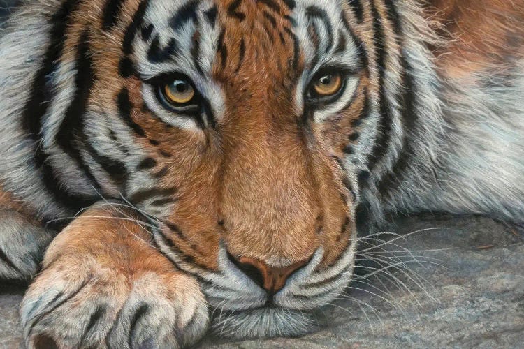 Resting Tiger