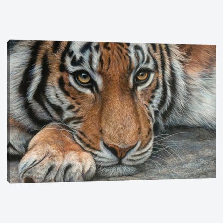 Resting Tiger Canvas Print #TJB30} by Tatjana Bril Canvas Wall Art